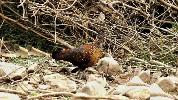 राजस्थान के इस वन्यजीव अभयारण्य में पहली बार दिखा पेंटेड स्पर फाउल (तीतर) नाम का पक्षी, माना जाता है शुभ संकेत